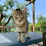 La Terrazza Su Farfa