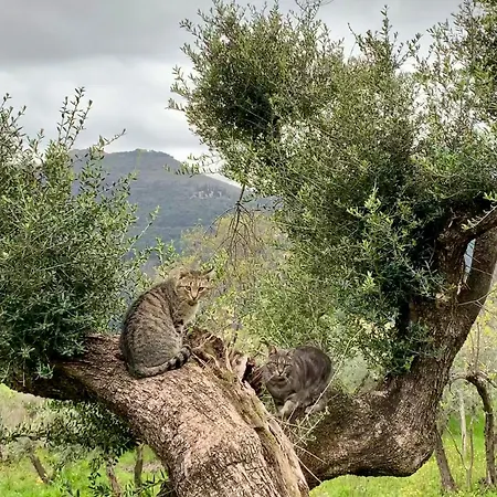 La Terrazza Su Farfa Lantgård