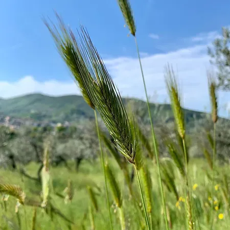 La Terrazza Su Farfa