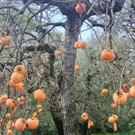 Lantgård La Terrazza Su Farfa *