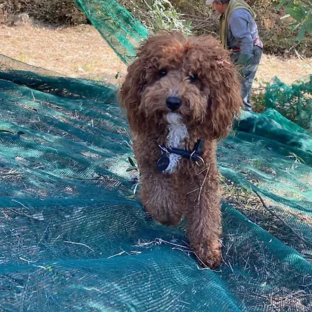 La Terrazza Su Farfa *