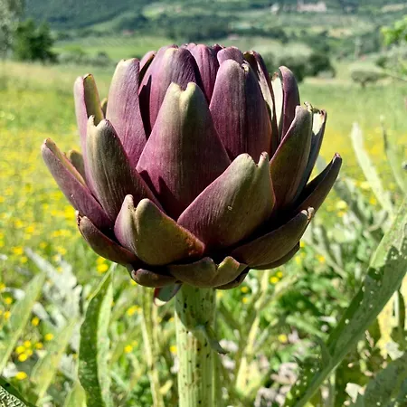La Terrazza Su Farfa * Castelnuovo di Farfa