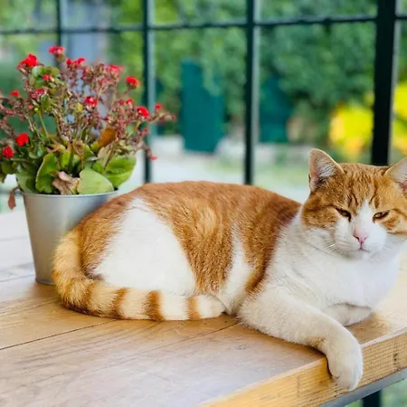 La Terrazza Su Farfa
