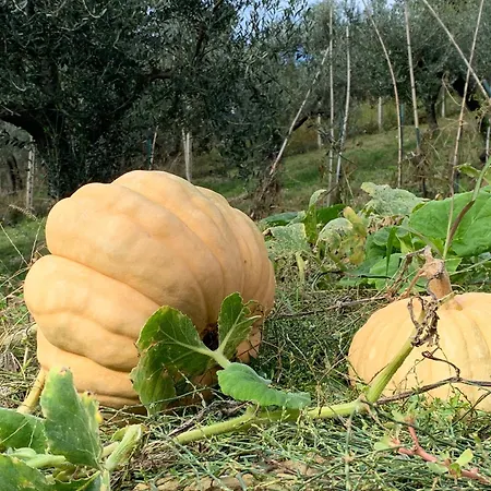 La Terrazza Su Farfa *