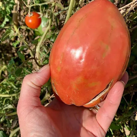 La Terrazza Su Farfa Gospodarstwo agroturystyczne